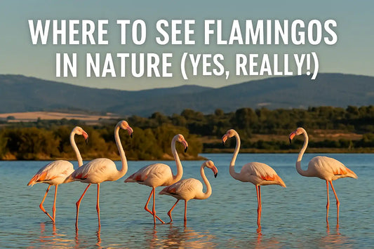 Wild flamingos standing in shallow water at a Spanish lagoon with hills in background